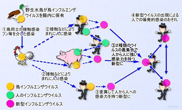 鳥インフルエンザと新型インフルエンザの関係
